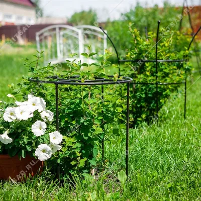 Опора для вьющихся растений \"Зонт\" - Patio-spb.ru