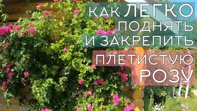 Опоры для роз - фото и картинки: 67 штук