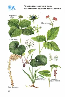 Определитель растений с картинками фотографии