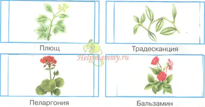 https://www.inaturalist.org/projects/flora-rossii-i-kryma-flora-of-russia-and-the-crimea/journal