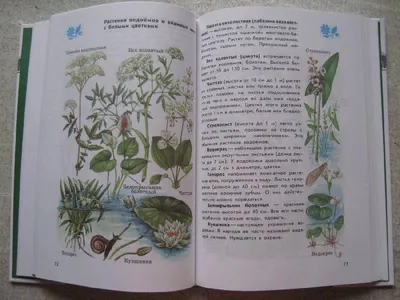 Прописи-картинки. Растения | Блохина Мария - купить с доставкой по выгодным  ценам в интернет-магазине OZON (807113579)