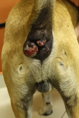 Опухоль яичка у собаки фото фотографии