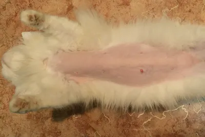 Опухоль у кошки на соске фотографии