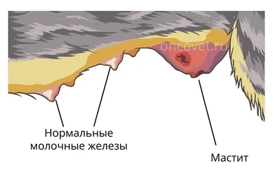 Красивые картинки опухоли у кошки на соске в разных размерах