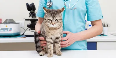 Пупочная грыжа у кошки: симптомы и лечение.