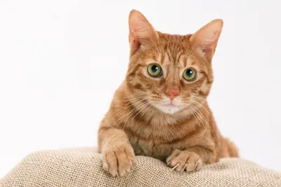 Болезни кошек и котов 🐈: признаки, способы профилактики и лечения