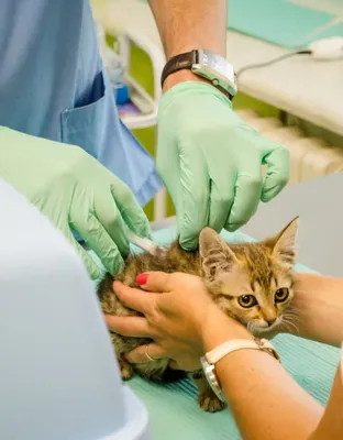 ВЗК у кошек – причины, симптомы, диагностика и лечение | PRO PLAN
