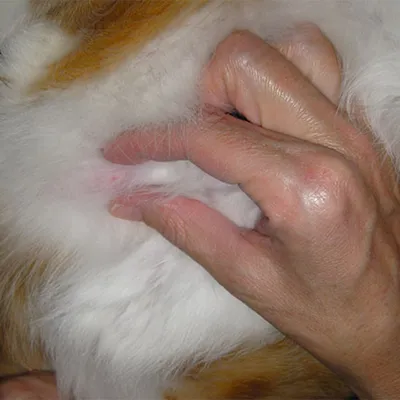Опухоль у кошек: что такое мастоцитома, симптомы, лечение