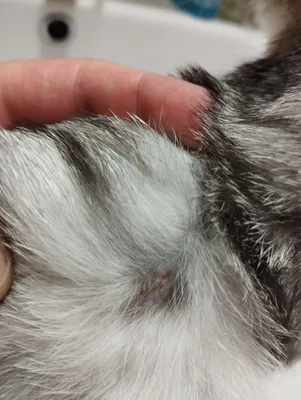 Новообразования (опухоли) матки собак и кошек | Ветеринарная клиника  доктора Шубина