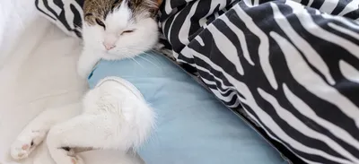 Асцит, или брюшная водянка у кошек: причины возникновения и терапия | 3ККК  Кошки, коты и котята | Дзен