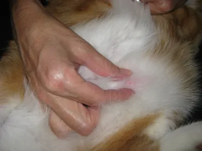 Опухоли у кошек - рак у кошек, симптомы и лечение в Москве. Ветеринарная  клиника \"Зоостатус\"