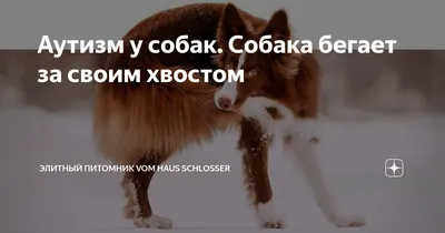 Для чего собака бегает за своим хвостом? Есть ли повод для беспокойства? |  Полосатый хвост | Дзен