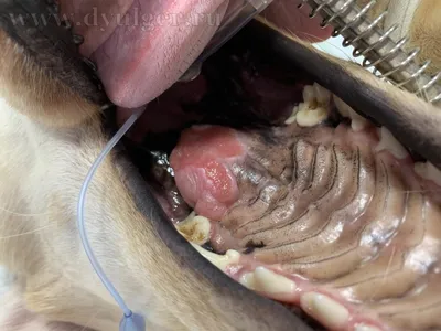 Опухоль во рту у собаки фото фотографии