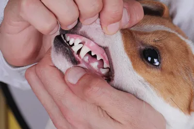 Удаление новообразования слизистой ротовой полости у собак СПб