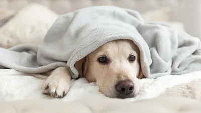 Запах изо рта у собаки – причины неприятного запаха и способы лечения