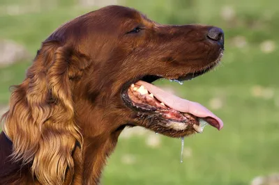 Абсцесс у собак, симптоматика и лечение гнойных абсцессов