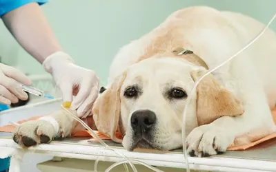 Кожная гистиоцитома у собак - статьи о лечении в ветеринарной клинике  Dr.Vetson
