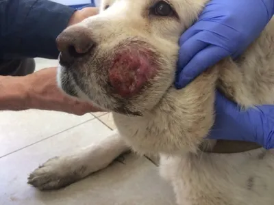 Рак груди у собак: лечение в ветеринарной клинике Живаго в Омске