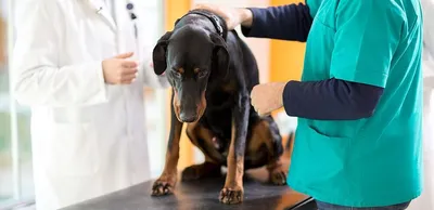Ветеринарная клиника ИнТерра - Кожная гистиоцитома собак⠀ ⠀ 🐩Частая  доброкачественная опухоль, составляющая до 14% опухолей кожи собак.⠀ ⠀ Как  правило, она встречается у молодых собак таких пород:⠀ ▪️боксеры⠀ ▪️таксы⠀  ▪️спаниели ...