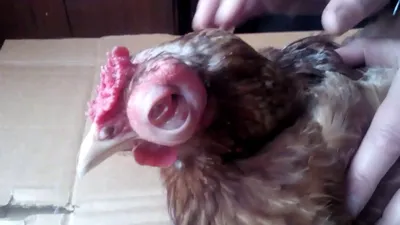 Болезни кур.Удаление опухоли глаза у курицы - YouTube
