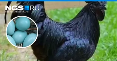 Новосибирцы завели редких китайских кур Ухейилюй и продают их зеленые яйца  - 15 августа 2023 - НГС.ру