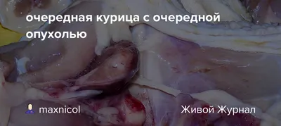 Эти четыре части курицы лучше не употреблять в пищу: они вызывают рак  (WeChat, Китай) | 13.02.2023, ИноСМИ