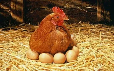 Какие части курицы могут спровоцировать рак, если есть их постоянно —  Ferra.ru