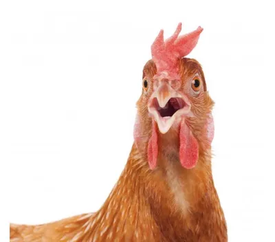 Приправа Ориент для курицы, 20 г - купить с доставкой в Ростове-на-Дону -  STORUM