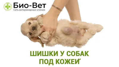 Прыщи у собак: фото, причины и лечение от Ветеринара Дерматолога