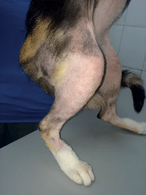 Почему у слона 🐘 ноги, а у собаки 🐾 лапы