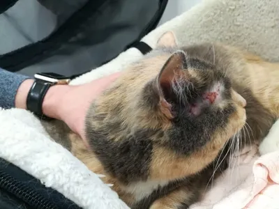 Почему у собаки гноятся глаза и как это вылечить? | Zoohub