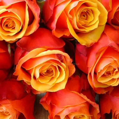 Оранжевая роза фото фотографии