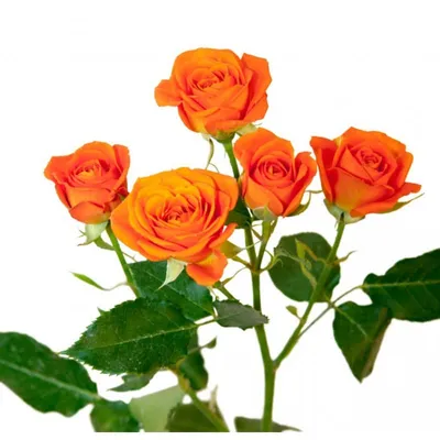 131 оранжевая роза (70 см) – купить оптом и в розницу в Москве и Московской  области – Городская База Цветов