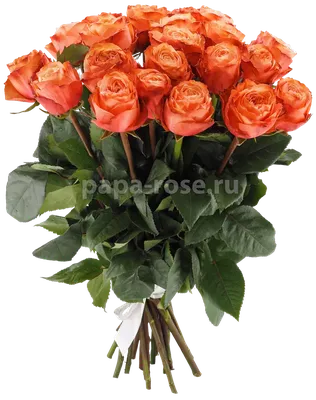 Купить 101 Ярко-Оранжевая Роза Кения Премиум 40 см