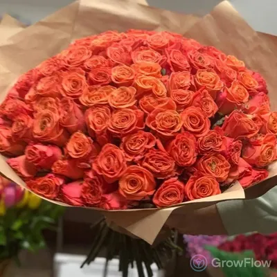 Роза Оранжевая Магия саженцы купить в Москве по цене от 611 руб.