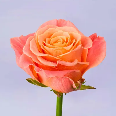 41 оранжевая роза (50 см) – купить оптом и в розницу в Москве и Московской  области – Городская База Цветов