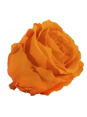 31 оранжевая роза в коробке за 7 590 руб. | Бесплатная доставка цветов по  Москве