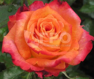 51 кремовая и оранжевая роза в коробке – купить недорого