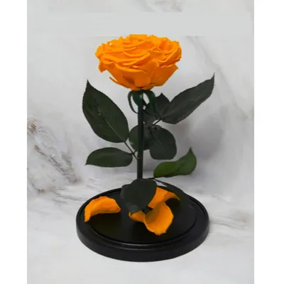 Свежие 31 оранжевая роза в крафте по цене 6503 ₽ - купить в RoseMarkt с  доставкой по Санкт-Петербургу