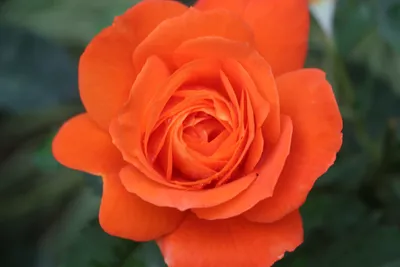 51 оранжевая роза, 50см — Lilledkoju