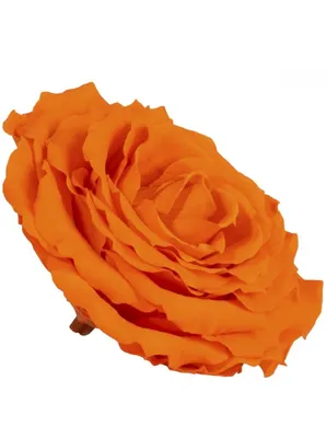 6) Оранжевая роза с доставкой в Новороссийске в интернет магазине цветов  Роз Новоросс