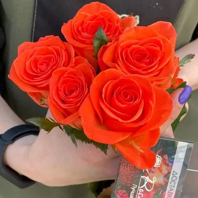 Красивая оранжевая роза в саду Стоковое Фото - изображение насчитывающей  деталь, чувствительно: 247424296