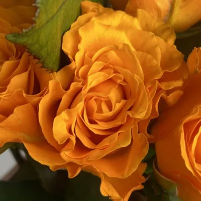 101 оранжевая роза, артикул F32834 - 22990 рублей, доставка по городу.  Flawery - доставка цветов в Москве