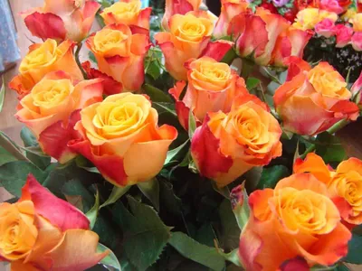 Купить 51 оранжевая роза «Прекрасный градиент» с доставкой в Люберцах -  «Игнолия»