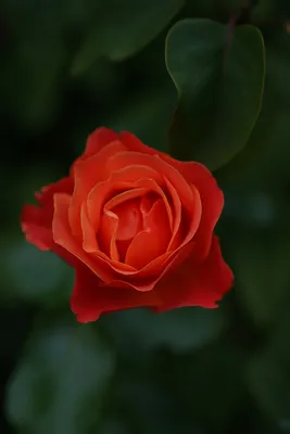 51 оранжевая роза Бермуда | купить недорого | доставка по Москве и области  | Roza4u.ru