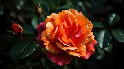 51 оранжевая роза, артикул: 333002976, с доставкой в город Москва (внутри  МКАД)