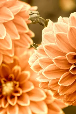 Оранжевые цветы | jaj7 | Flickr