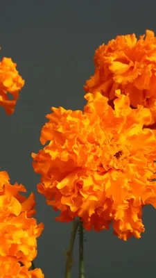 Оранжевые обои на айфон - 71 фото