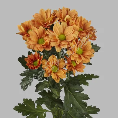 Оранжевые хризантемы фото фотографии