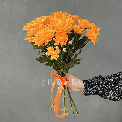 Фотографии Оранжевый Цветы Хризантемы